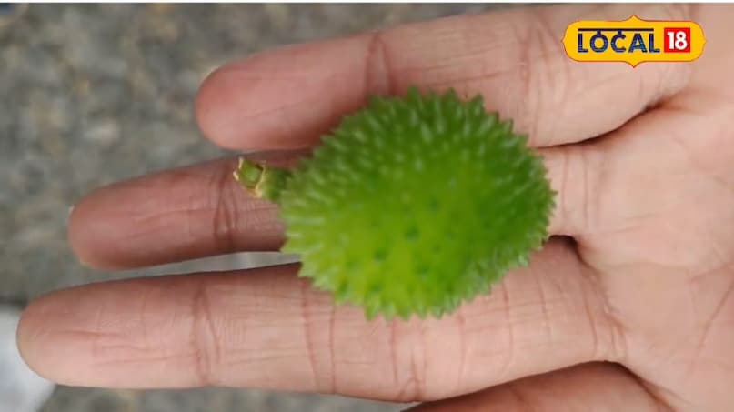 Monsoon food tips, food tips during the rainy season, monsoon fruits, rainy fruits, jungle king fruit, forest king fruit, protein-rich fruits, protein-rich fruits Monsoon food tips, food tips during the rainy season, monsoon fruits, rainy fruits, jungle king fruit, forest king fruit, protein-rich fruits, protein-rich fruits