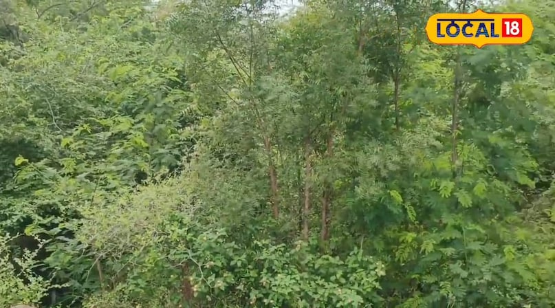 Monsoon food tips, food tips during the rainy season, monsoon fruits, rainy fruits, jungle king fruit, forest king fruit, protein-rich fruits, protein-rich fruits Monsoon food tips, food tips during the rainy season, monsoon fruits, rainy fruits, jungle king fruit, forest king fruit, protein-rich fruits, protein-rich fruits