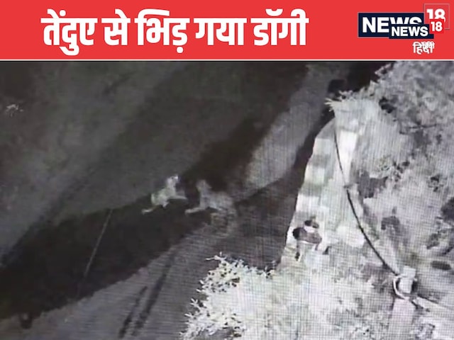 पालतू कुत्ते ने दिखाई बहादुरी, घात लगाए बैठे तेंदुए से भिड़ा पालतू कुत्ते ने दिखाई बहादुरी, घात लगाए बैठे तेंदुए से भिड़ा