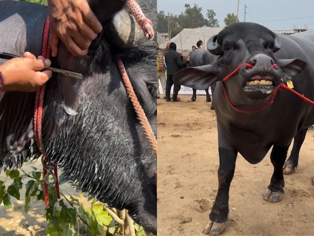 'ब्रश भी करा देते!' इंसानों की तरह भैंसे को सजाते-संवारते दिखे लोग 'ब्रश भी करा देते!' इंसानों की तरह भैंसे को सजाते-संवारते दिखे लोग