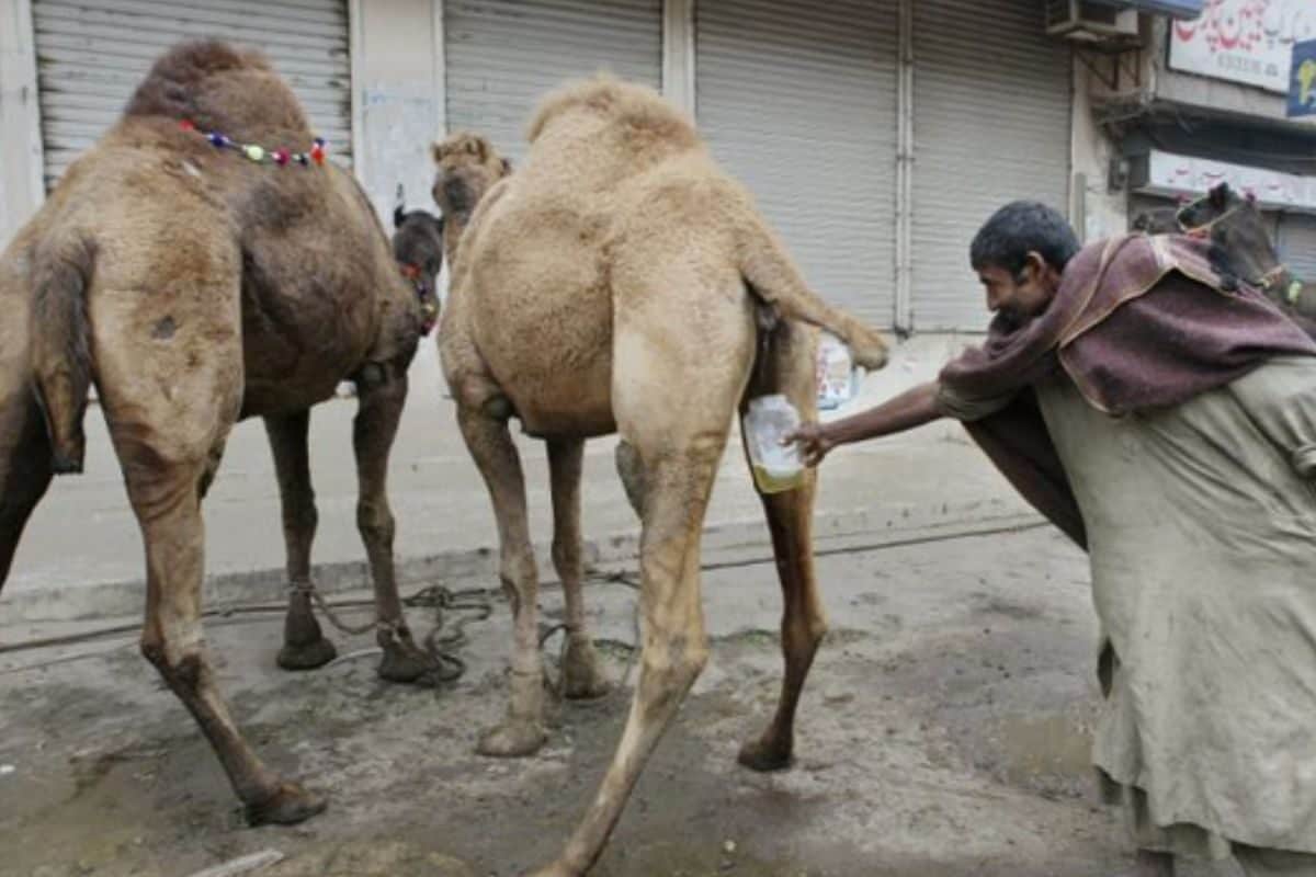 गौ मूत्र नहीं, मुस्लिम देशों में लोग पी रहे ऊंट का पेशाब, WHO ने दी चेतावनी