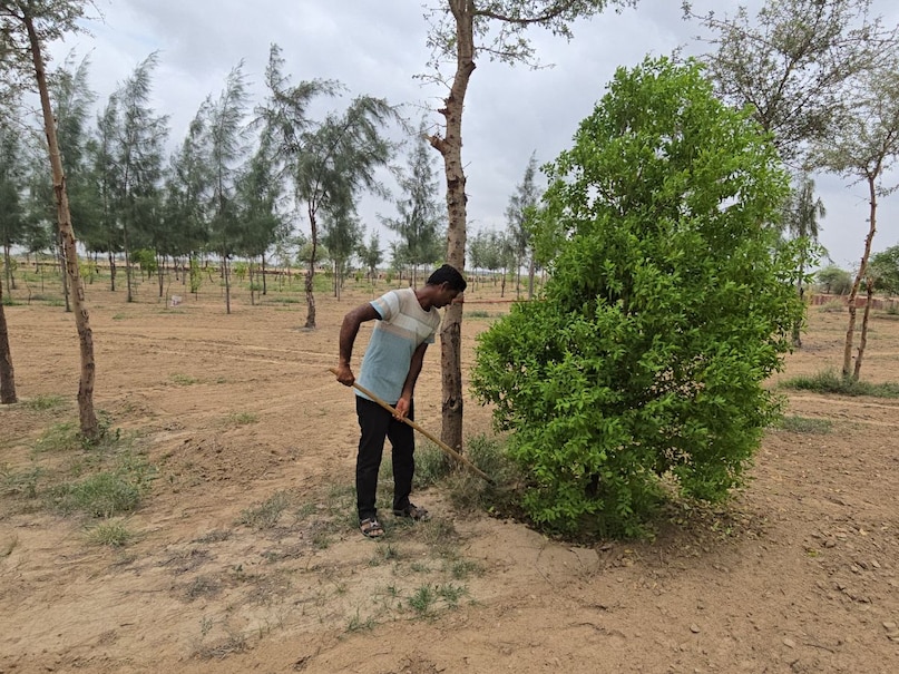 Sandalwood cultivation, how to cultivate sandalwood, sandalwood cultivation tips, where is sandalwood cultivated in Madhya Pradesh, method of sandalwood cultivation,