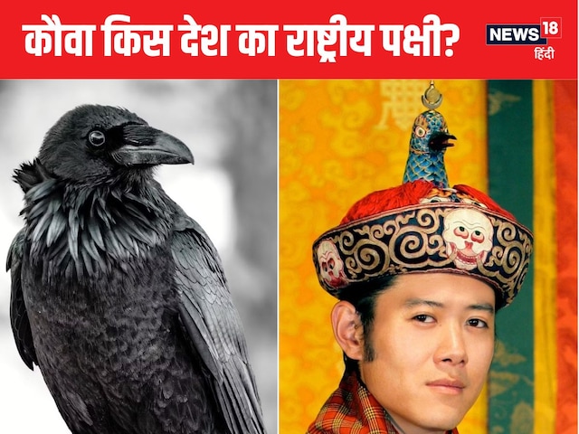 भारत के किस पड़ोसी देश का राष्ट्रीय पक्षी है आ? नहीं हैं पाक-बांग्लादेश भारत के किस पड़ोसी देश का राष्ट्रीय पक्षी है आ? नहीं हैं पाक-बांग्लादेश