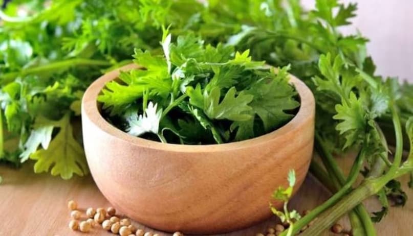 How to grow green coriander at home, coriander cultivation, how to grow coriander at home, how to plant coriander in pot, how to grow dhaniya easily, how to make soil for coriander plant, how to water coriander plant, Coriander leaf Cultivation