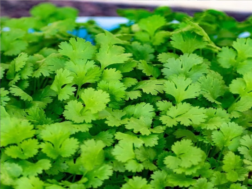 Coriander Leaf Cultivation, How to Grow Green Coriander, Kitchen Garden Tips, Organic Coriander Home, Dhaniya Kaise Lagaye, Herbes growing in the house, coriander farming at home, ghar par hara dhaniya kaise ugaye ugaye