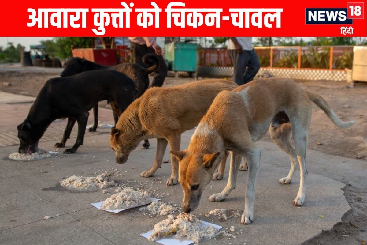 ₹300000000 के चिकन-चावल खाएंगे कुत्ते भारत में कहां लिया गया अनोखा फैसला