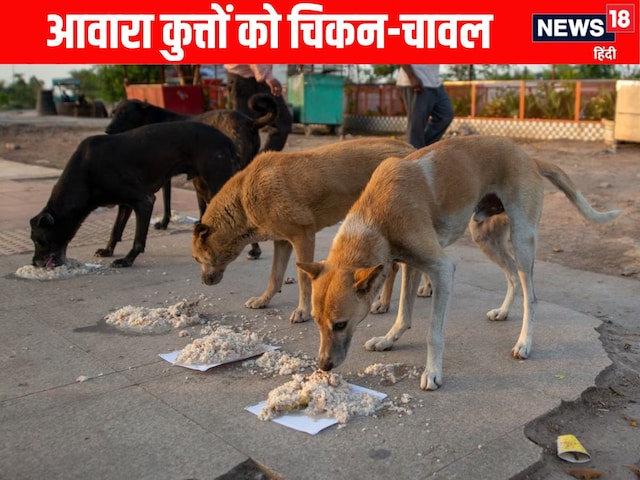 ₹300000000 के चिकन-चावल खाएंगे कुत्ते, भारत में कहां लिया गया अनोखा फैसला?