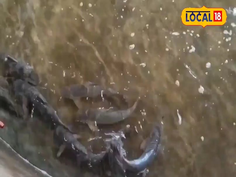 मछली पालन , मछली पालन से कमाई , मछली पालन का तरीका , कैसे शुरू करें मछली पालन , मछली पालन पर सब्सिडी , मछली पालन के लिए सरकरा करेगी मदद , मछली पालन के लिए कैसे होगा आवेदन , Fish farming , earning from fish farming , method of fish farming मछली पालन , मछली पालन से कमाई , मछली पालन का तरीका , कैसे शुरू करें मछली पालन , मछली पालन पर सब्सिडी , मछली पालन के लिए सरकरा करेगी मदद , मछली पालन के लिए कैसे होगा आवेदन , Fish farming , earning from fish farming , method of fish farming