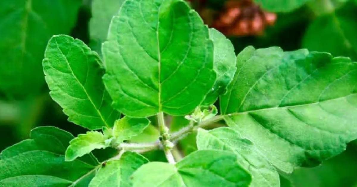 दिल और फेफड़ों के लिए टॉनिक है ये पौधा, घर में नहीं लगाया? अब दुनिया लेगी लाभ