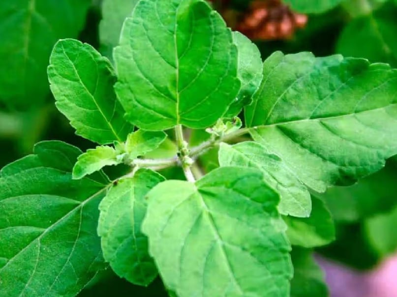 tulsi, holy basil plant, Ocimum sanctum, Ocimum tenuiflorum, tulsi benefits for heart, cardiac tonic plant, tulsi leaves for infection and heart, tulsi for lungs, ayush plant, ayurvedic use of tulsi, how to use tulsi leaves, how to use Ocimum tenuiflorum leaves for heart, तुलसी का पौधा, आयुष जड़ी बूटी, तुलसी के फायदे, तुलसी की पत्‍त‍ियों का इस्‍तेमाल कैसे करें, तुलसी का उपयोग, तुलसी का वैज्ञान‍िक नाम,
