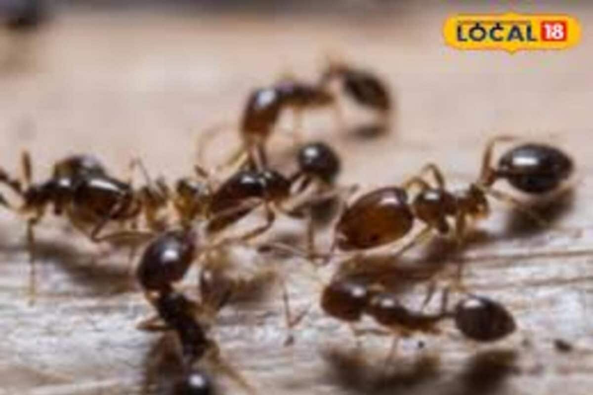 किचन में लगी चीटियों से पाएं ऐसे छुटकारा छिड़कते ही मिलेगा छुटकारा