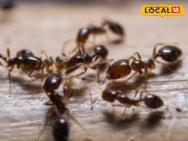 किचन में लगी चीटियों से पाएं ऐसे छुटकारा, छिड़कते ही मिलेगा छुटकारा