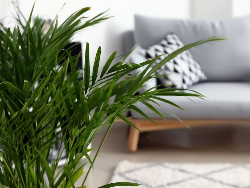 indoor plants