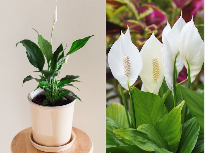 indoor plants 