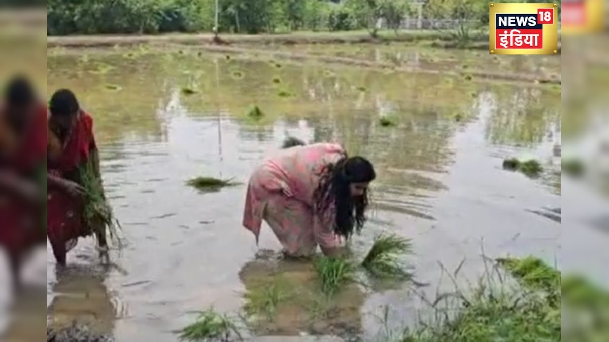 पलामू SP बनीं किसान, IPS रीष्मा रमेशन ने खेत में रोपी धान, देखें वीडियो ...