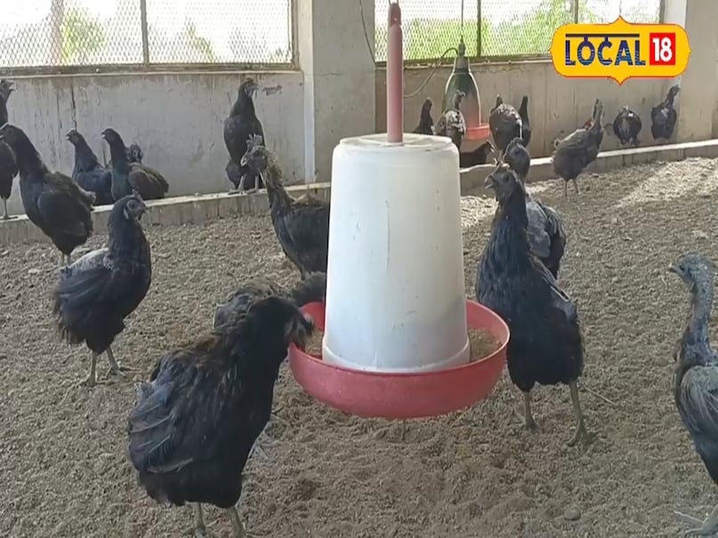 कड़कनाथ मुर्गा. कड़कनाथ मुर्गा.