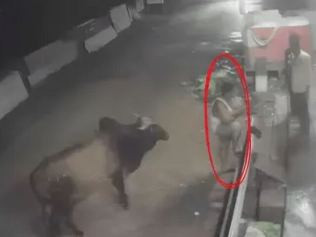 वह व्यक्ति चड्डी-बनी में खड़ा था, बैल पीछे से आया था, पैरों के बीच सींग घुस गया था!