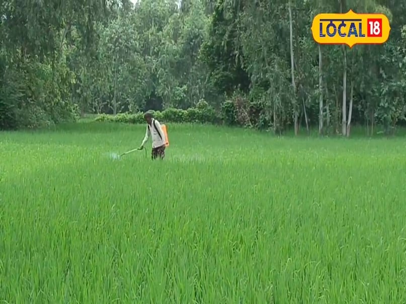 धान की खेती में कीटनाशक छिड़कने का तरीका
