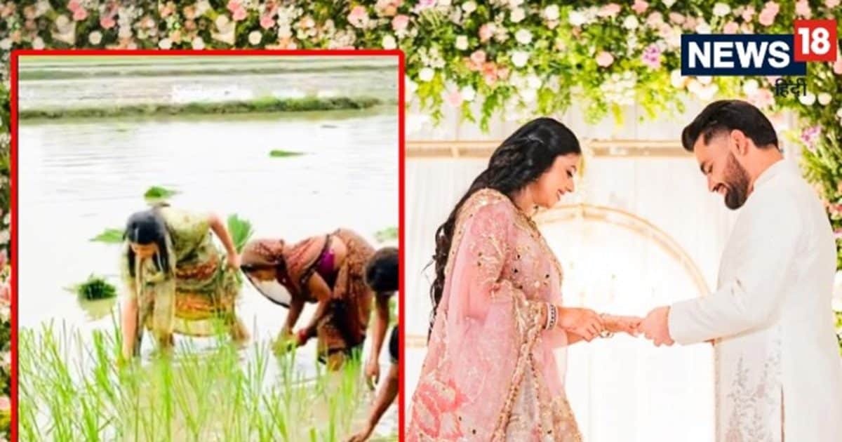 Priya Saroj khet me kaam kar rahi : रिंकू सिंह की मंगेतर प्रिया सरोज कर रही धान की रोपाई, सामने आया वीडियो