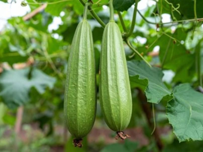 ridge gourd