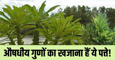 सेहुंड: कई बीमारियों का रामबाण इलाज, सूजन और दर्द से तुरंत राहत दिलाए