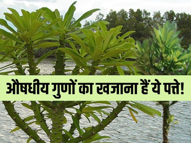 Cough, warts and hemorrhoids ... 5 will relieve troubles 1 leaf, use this way