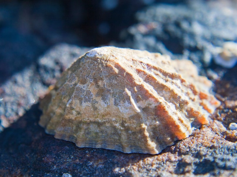 Limpet Teeth Strength, Sharpest Animal Teeth in the World, Dragonfish Teeth Facts, Animals with Surprising Bite Power, TINY ANIMALS with Strong Teeth, Marine Animals with Sharp Teeth, Limpat's Strong Folder, Limited Fight Are, fast teeth of sea creatures, dangerous teeth of small organisms