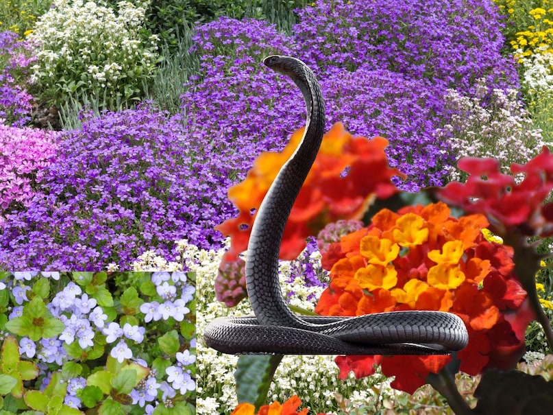 Snake is a word that makes the best strong person's hair stand on hearing. Since this is the rainy season, the snake leaves its bill somewhere at all times. Every year hundreds of people lose their lives due to snake bite. But do you know that there is a place in India where snakes are not found. Even dogs are negligible.