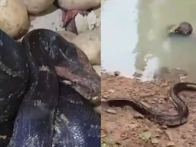 बारिश के बाद सांप बाहर आ गए, 7 फीट धमन कार में प्रवेश किया