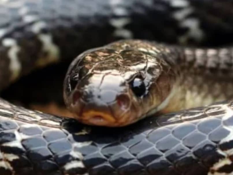can snake see enemy face clearly,truth behind snake revenge story,do snakes remember human faces,myth vs science in snake revenge,snake captures image of attacker, can snake see enemy face clearly,truth behind snake revenge story,do snakes remember human faces,myth vs science in snake revenge,snake captures image of attacker,