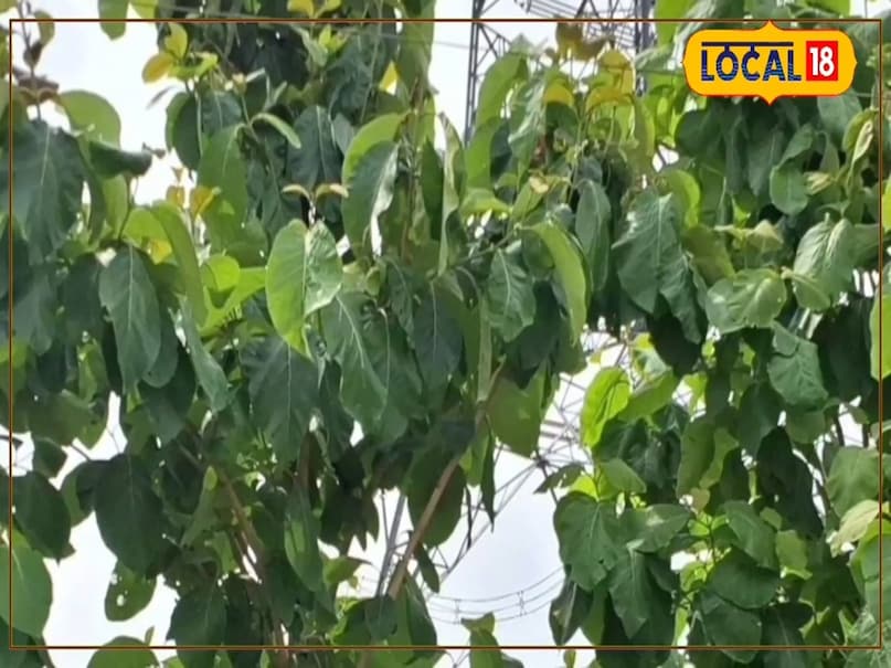 Teak cultivation. Teak cultivation.