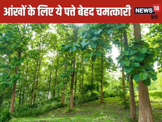 These green leaves can protect the eyes from radiation! Their powder is very powerful