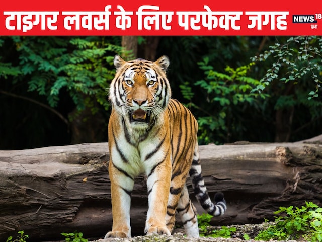 Just see, don't, feel these forests, the secret of tigers is here Just see, don't, feel these forests, the secret of tigers is here