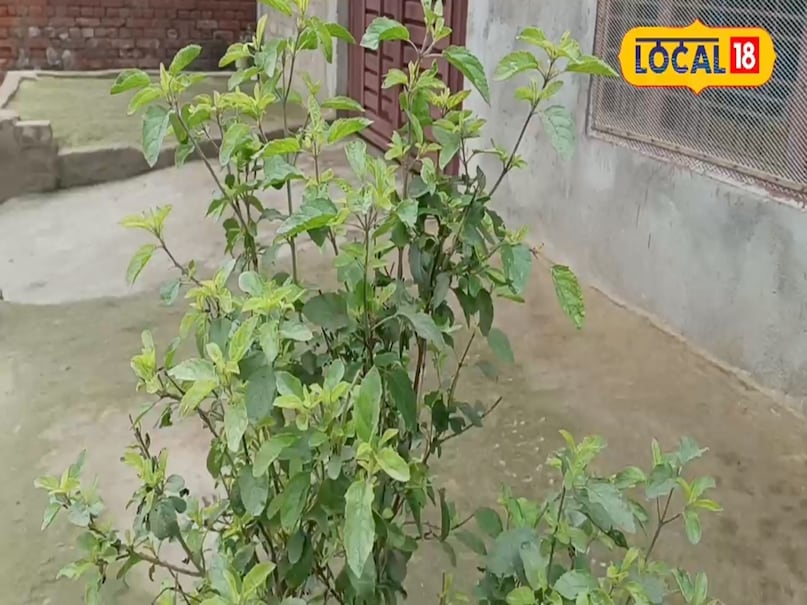 Tulsi Tulsi