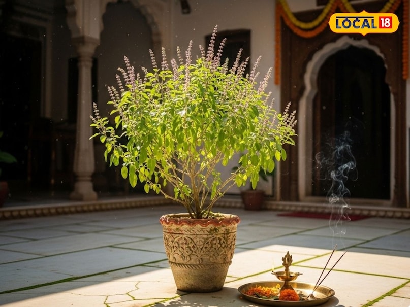 Gardening Tips,Tulsi plant care during monsoon,How to protect Tulsi in rainy season,Neem oil spray for Tulsi,Best time to water Tulsi,Tulsi pruning tips,Rainy season plant care, तुलसी के पौधे की देखभाल,बारिश में तुलसी की देखभाल कैसे करें,तुलसी पौधे की सुरक्षा टिप्स,तुलसी की छंटाई कब करें,तुलसी में कीट से बचाव,बरसात में तुलसी को बचाने के उपाय, Gardening Tips,Tulsi plant care during monsoon,How to protect Tulsi in rainy season,Neem oil spray for Tulsi,Best time to water Tulsi,Tulsi pruning tips,Rainy season plant care, तुलसी के पौधे की देखभाल,बारिश में तुलसी की देखभाल कैसे करें,तुलसी पौधे की सुरक्षा टिप्स,तुलसी की छंटाई कब करें,तुलसी में कीट से बचाव,बरसात में तुलसी को बचाने के उपाय,