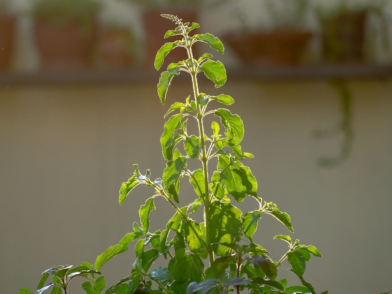 Herbs tea