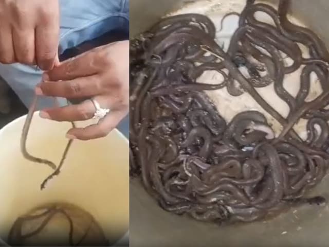 सावन के महीने में यूपी के इस गांव में आए भोलेनाथ के सांप, सपेरा बोला- ‘दुनिया में सबसे ज्यादा खतरनाक लेकिन…’ सावन के महीने में यूपी के इस गांव में आए भोलेनाथ के सांप, सपेरा बोला- ‘दुनिया में सबसे ज्यादा खतरनाक लेकिन…’