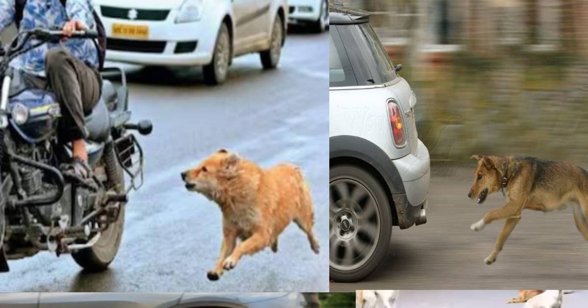 Dogs Chasing Motorcycle कार-बाइक के पीछे क्यों दौड़ने लगते हैं कुत्ते, भौंकते हुए करते हैं ...