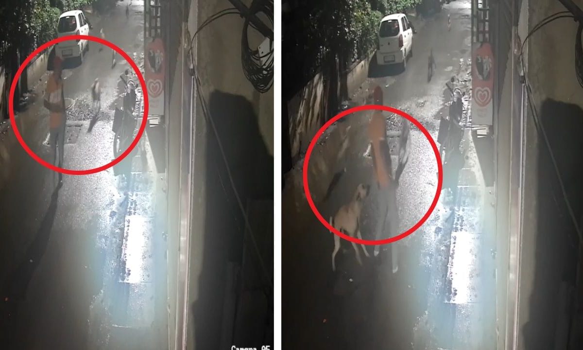 Dog Attack Video: सड़क पर शांति से जा रहा था लड़का, दौड़ता आया कुत्तों का झुंड, हमला देख दहल जाएंगे