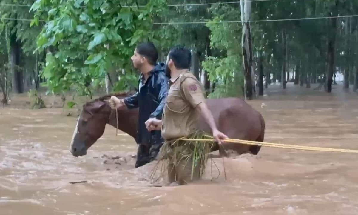 पुलिस वाले ने जान पर खेलकर बचाई लोगों और घोड़े की जान बनें इंसीनियत की मिसाल