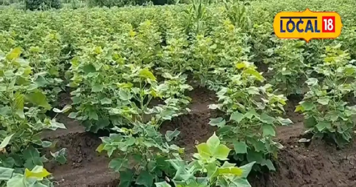 सफेद सोने पर संकट के बादल! खेतों को गुलाबी सूंडी ने घेरा, जानें सॉलिड उपाय
