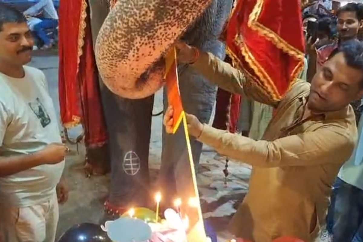 केक, माला और ढेर सारा प्यार…सीवान में कुछ यूं मना हाथी का जन्मदिन, दिया संदेश