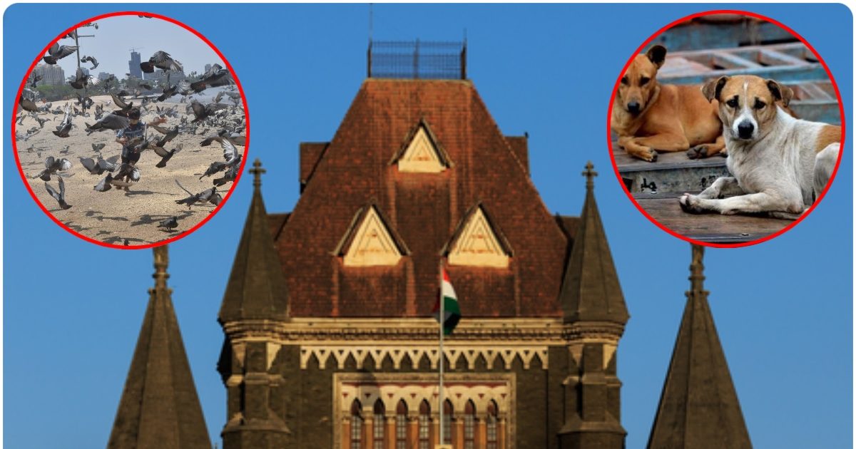 एक बंदा कहेगा तो फैसला बदल देंगे... कबूतरों को लेकर हाईकोर्ट ने BMC को फटकारा
