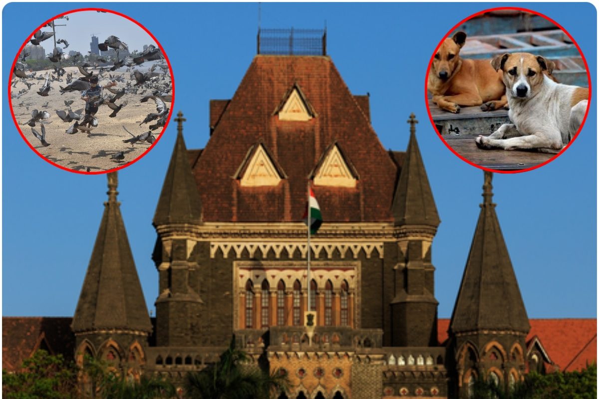 कबूतरों को दाना डालने पर रोक बरकरार बॉम्बे हाईकोर्ट ने BMC को लगाई फटकार