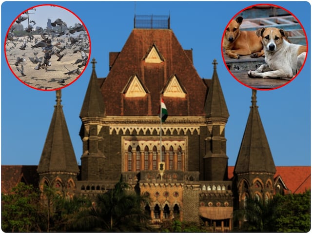 एक बंदा कहेगा तो फैसला बदल देंगे... कबूतरों को लेकर हाईकोर्ट ने BMC को फटकारा