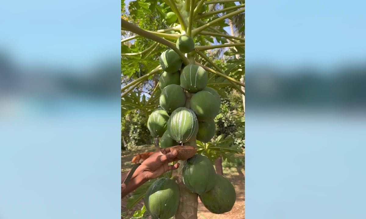 पपीते के फल से निकाला दूध, फिर जमाकर बना दिया मोमबत्ती, हैरान कर देगा ये जुगाड़!