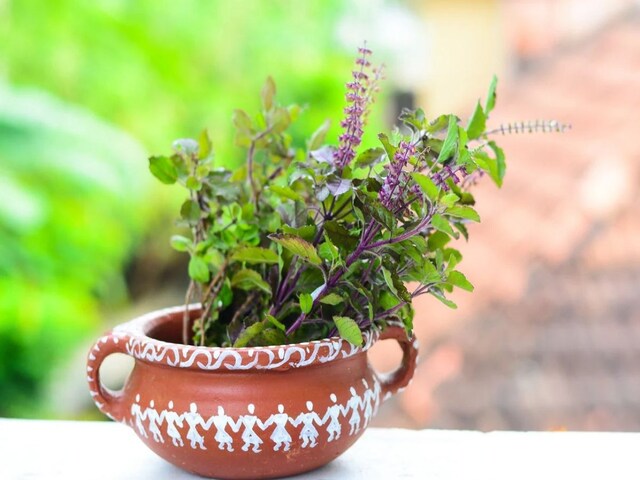 क्यों सूख जाता है अक्सर तुलसी का पौधा, माली ने बताया कौनसी गलतियां करते हैं