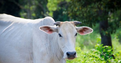 सांकेतिक.