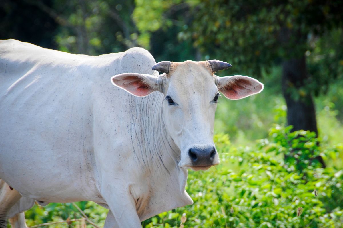गाय का दूध अमृत लेकिन आयुर्वेद में इन गायों का दूध पीना है मना जानें क्‍यों
