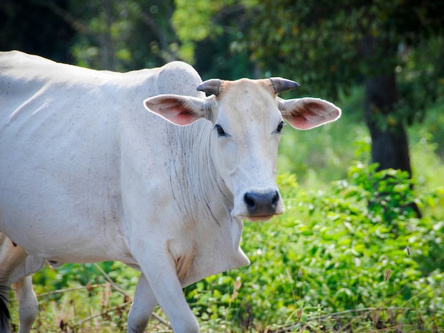 गाय का दूध अमृत लेकिन आयुर्वेद में इन गायों का दूध पीना है मना, जानें क्‍यों